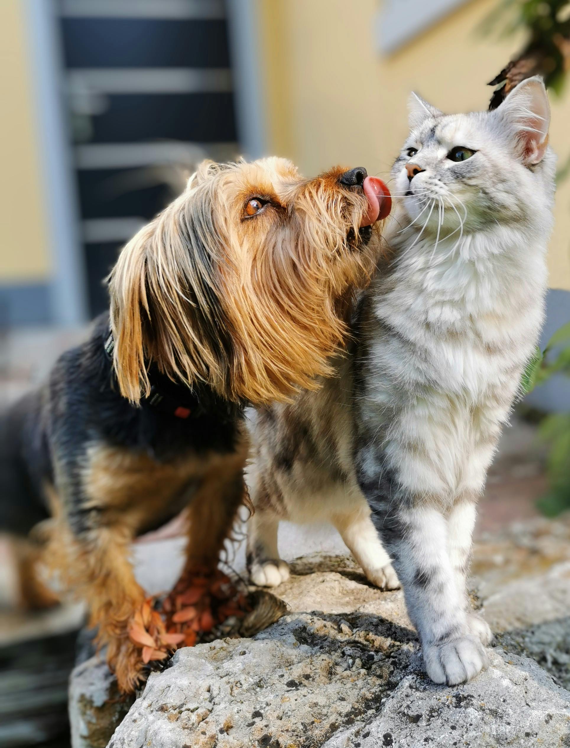 Bien-être animal : 5 réflexes essentiels pour un compagnon en pleine forme